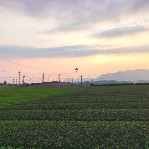 IMG_20260109_111754 Prenotazione degustazione tè Tamaryokucha | Sabato 31 gennaio 2026 alle 10.30