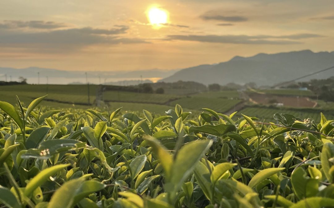 Workshop con Ikedoki Tea: storia e degustazione dei tè di Nagasaki | sabato 1 marzo ore 10.30