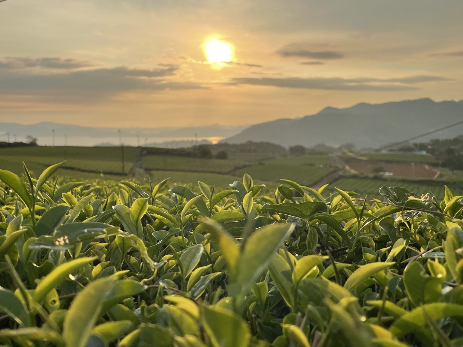 Workshop con Ikedoki Tea: storia e degustazione dei tè di Nagasaki | sabato 1 marzo ore 10.30