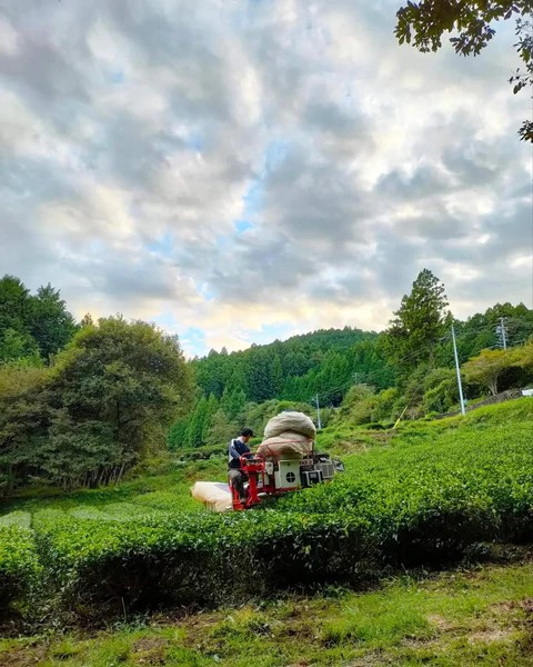Kamairi-oolong Zairai di Atsumi Tea Garden - 10gr - immagine 2