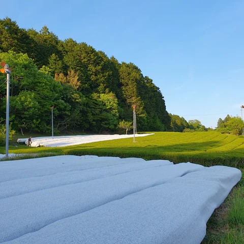 Kamairi-oolong Zairai di Atsumi Tea Garden - 10gr - immagine 3