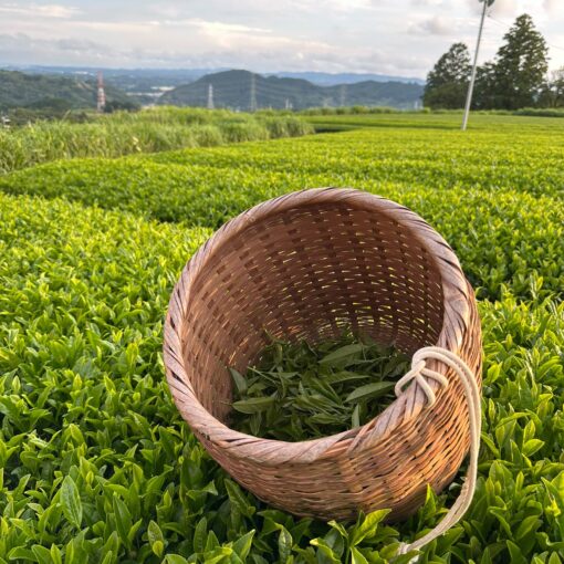 Cesto di vimini intrecciato riempito di foglie di tè verde fresco su un vasto campo di tè verde in Giappone, con colline ondulate e cielo nuvoloso sullo sfondo.