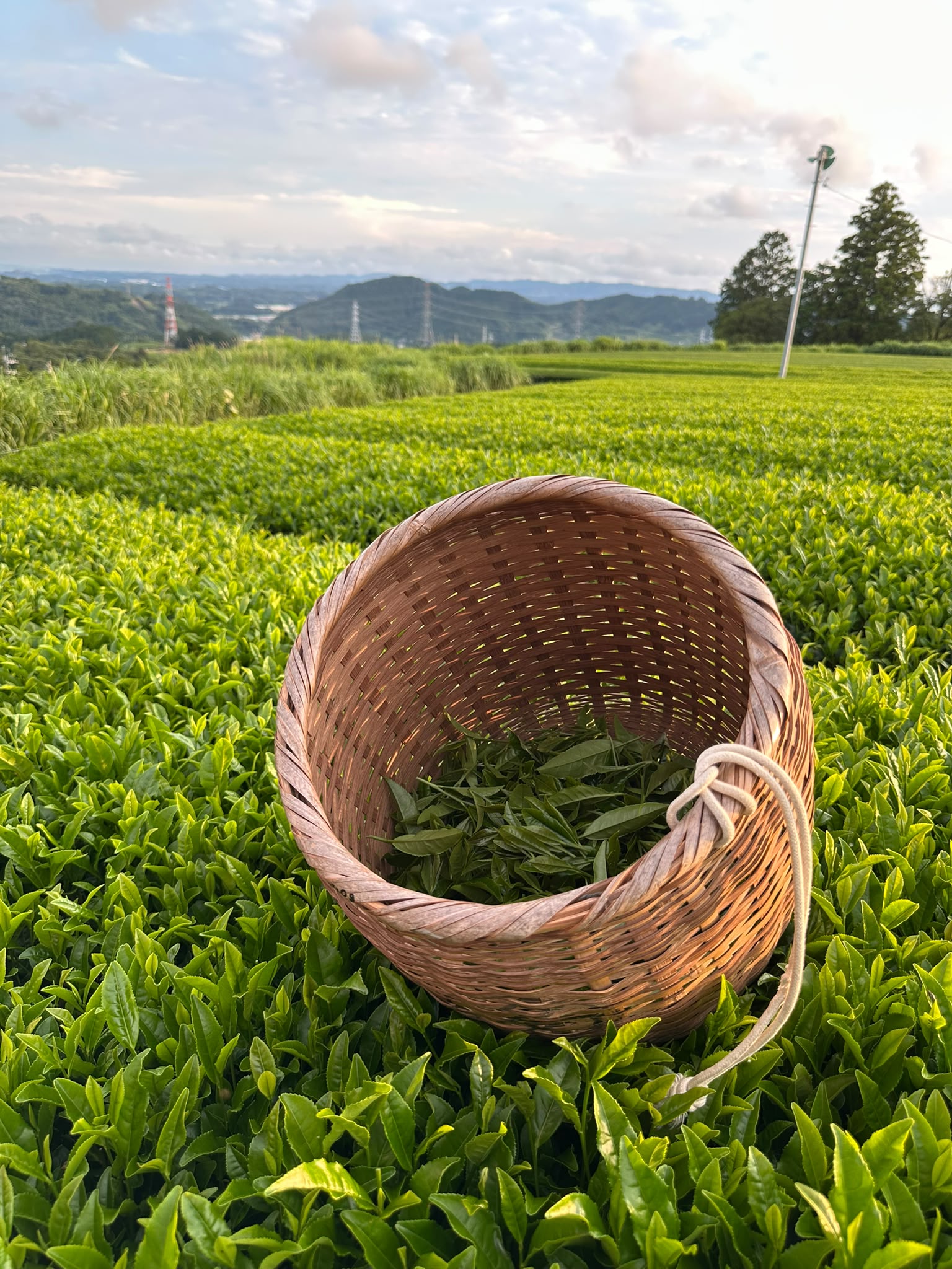 Cesto di vimini intrecciato riempito di foglie di tè verde fresco su un vasto campo di tè verde in Giappone, con colline ondulate e cielo nuvoloso sullo sfondo.