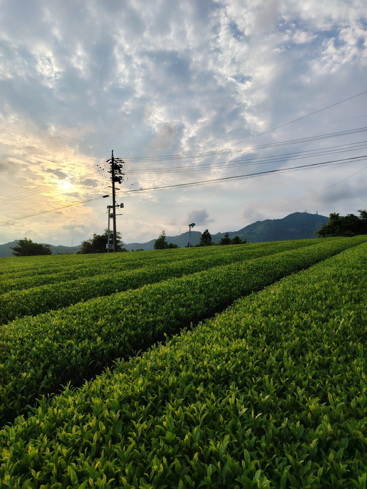 Campo di tè verde lussureggiante e ordinato sotto un cielo nuvoloso al tramonto, con montagne sullo sfondo. Il sole filtra tra le nuvole, illuminando le file di foglie di tè.